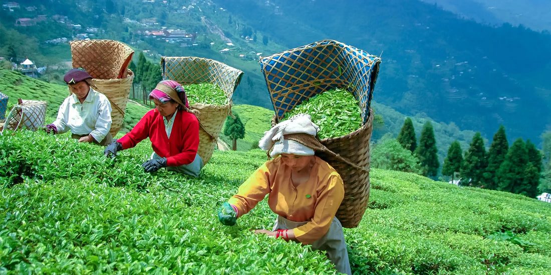 Why Organic Darjeeling Tea is Called the Champagne of Teas