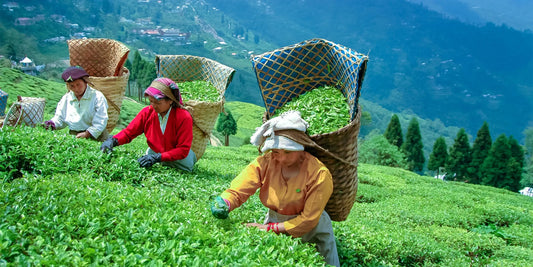 Why Organic Darjeeling Tea is Called the Champagne of Teas