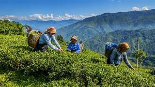 The Essence of Organic Darjeeling Tea: A Pure Sip From the Himalayas